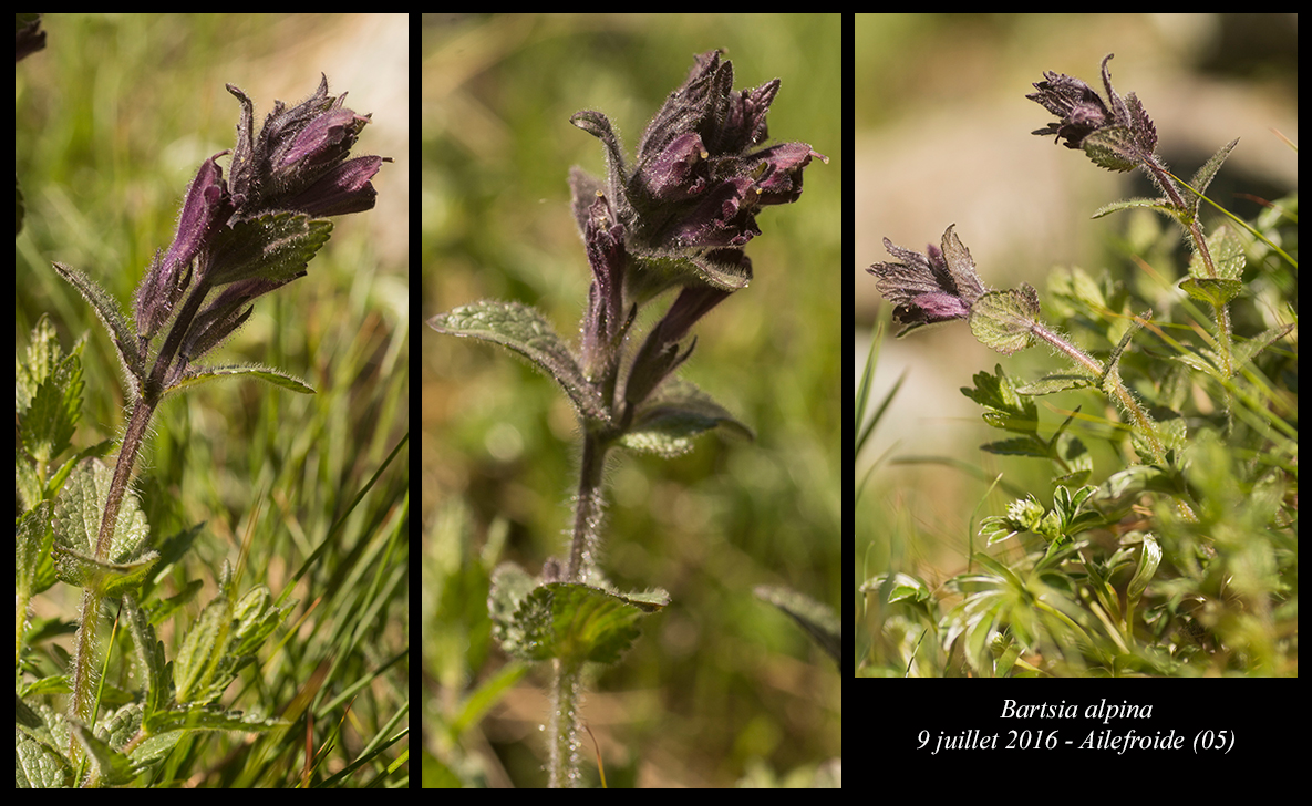 Bartsia alpina